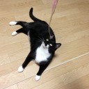 ネコちゃんず953日目