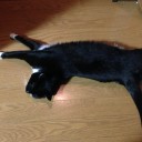 ネコちゃんず954日目