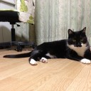 ネコちゃんず955日目