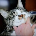 「ネコの真面目な顔が好き」