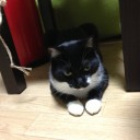 ネコちゃんず956日目