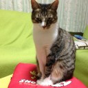 ネコちゃんず957日目