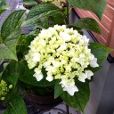 5月26日の日記