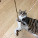 ネコちゃんず958日目