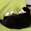 ネコちゃんず959日目