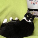ネコちゃんず959日目