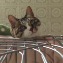 ネコちゃんず962日目