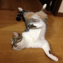 ネコちゃんず963日目