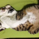 ネコちゃんず963日目