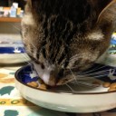 ネコちゃんず965日目