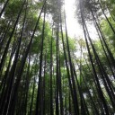 報国寺行ってきた