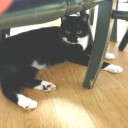 ネコちゃんず967日目