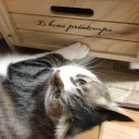 ネコちゃんず969日目