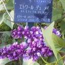 花も１８、番茶も出ばな。(*^_^*)