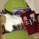 ネコちゃんず971日目