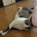 ネコちゃんず972日目
