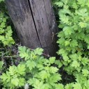 とかげ