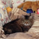 猫。
