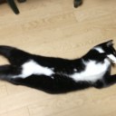 ネコちゃんず973日目