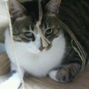 ネコちゃんず976日目