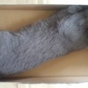 箱入り息子、箱にて療養中　“喧嘩猫一代”　の巻