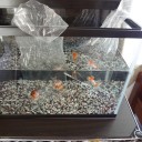 6月15日の日記　その2　飼育1日目