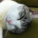 日曜　〓イタリアと猫と〓