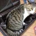 ネコちゃんず978日目