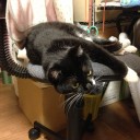 ネコちゃんず979日目