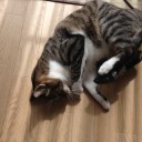 ネコちゃんず980日目