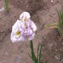 我が家の紫陽花＆花菖蒲