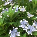 我が家の紫陽花＆花菖蒲