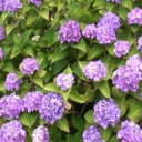我が家の紫陽花＆花菖蒲