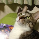 ネコちゃんず981日目