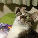 ネコちゃんず981日目