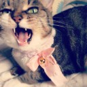 かわいかったもの など