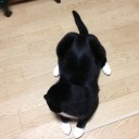 ネコちゃんず982日目