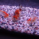 6月21日の日記　飼育7日目