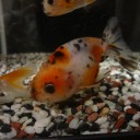 6月21日の日記　飼育7日目