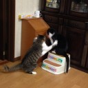ネコちゃんず985日目
