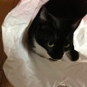 ネコちゃんず986日目