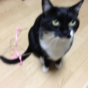 ネコちゃんず987日目