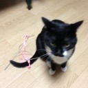 ネコちゃんず987日目