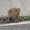 2013年6月25日子猪なり