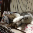 ネコちゃんず989日目