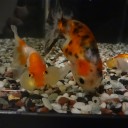 6月26日の日記　飼育12日目