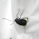 腰痛休暇２日目　“クロさん、バイバイ”　の巻