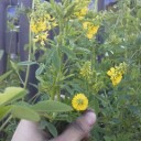 何の花かな？