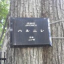 軽井沢が懐かしい。