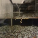 6月29日の日記　飼育15日目